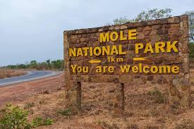 Mole National Park — Damongo area (Northwest Savannah Region) 

Ghana's largest and most celebrated national park, covering approximately 4,840 sq km of protected savanna. The main draw is wild elephants — you can encounter them on foot during guided walking safaris, which is an extraordinarily rare experience anywhere in West Africa. Beyond elephants, the park is home to warthogs, baboons, various antelope species, crocodiles, and over 300 bird species. Both walking safaris and jeep safaris are available. The dry season (November to April) is the best time to visit, as animals congregate around the watering holes and are easier to spot.