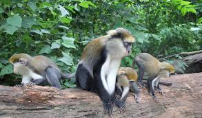 Boabeng-Fiema Monkey Sanctuary – Near Techiman

Why visit: Sacred community-protected forest where colobus and green monkeys roam freely, offering a unique, close-up wildlife experience tied to local traditions.