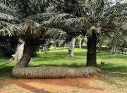 Aburi Botanical Gardens – Aburi, Akuapem Hills

Why visit: 65‑hectare garden with exotic plants, trees, and cool hilltop views – excellent for walks, birdwatching, and escaping Accra's heat.